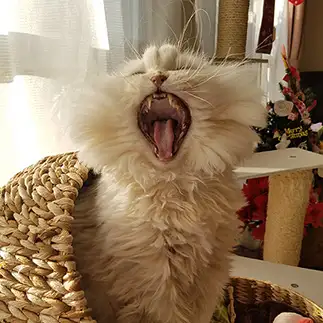 口が全開すぎるネコ　　にょぺやまさん