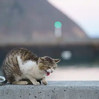 くやしすぎるネコ　　ＮＡＨＯさん