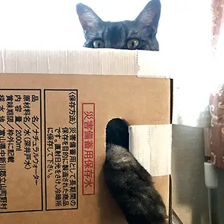 握手会が恥ずかしすぎるネコ　　きよりるさん