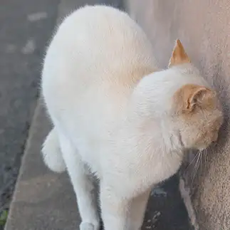 悩みすぎるネコ　　ＯＫＡＫＡさん