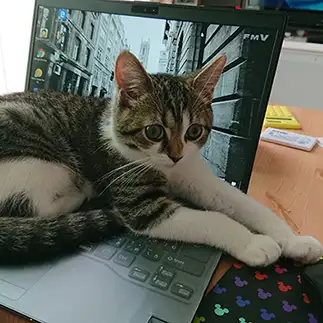 ブラインドタッチしすぎるネコ　　あさりママさん
