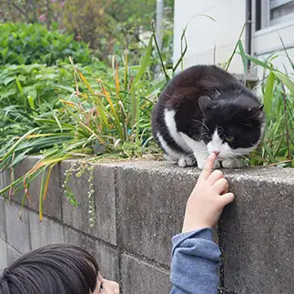 びっくりしすぎるネコ　　ＯＫＡＫＡさん