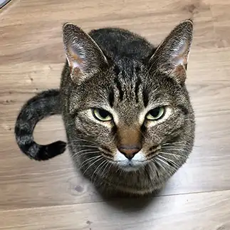 目は口ほどに物を言いすぎるネコ　　たすさん