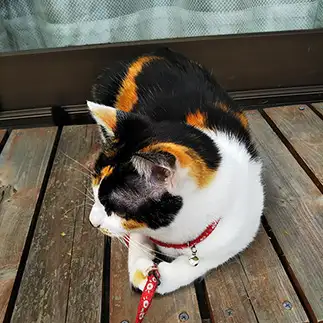 帰らないという意思表示が凄すぎるネコ　　野良猫かのんさん