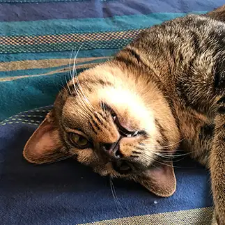 オネダリが怖すぎるネコ　　ゆかりおさん