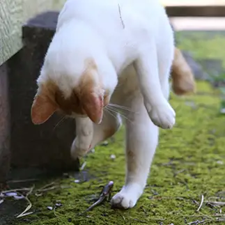 爬虫類苦手すぎるネコ　　tzkrsatoruさん