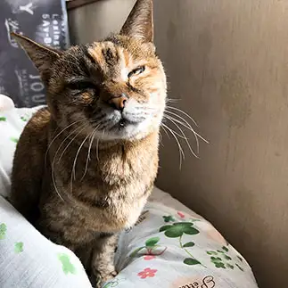 キス待ち顔すぎるネコ　　望月　あやさん