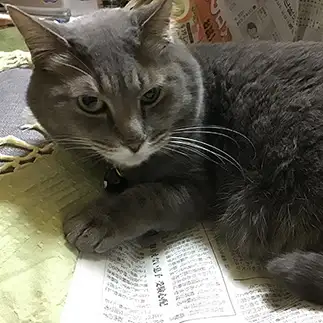 ガンつけすぎるネコ　　きらさん