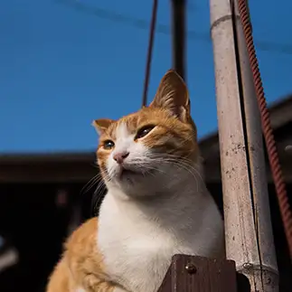 爽やかすぎるネコ　　ＯＫＡＫＡさん