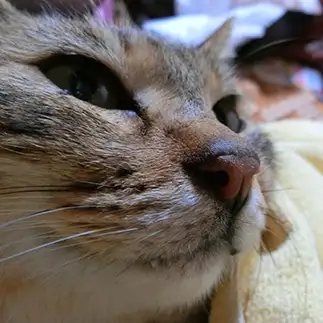 ちーですが何か？すぎるネコ　　ちーの姉さん