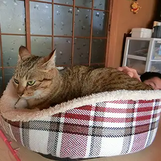 不本意すぎるネコ　　ちーの姉さん