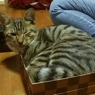 どうしても入りたすぎるネコ　　チョロぞうさん