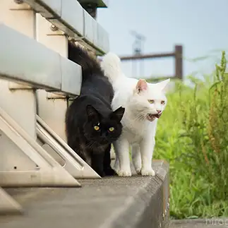 オセロすぎるネコ　　サトウヒロキさん