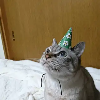 じっと我慢しすぎるネコ　　じじさん
