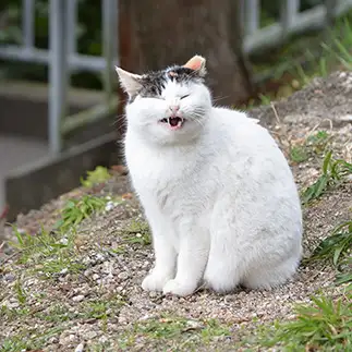 乾いた笑いしすぎるネコ　　仙城　彩漓さん