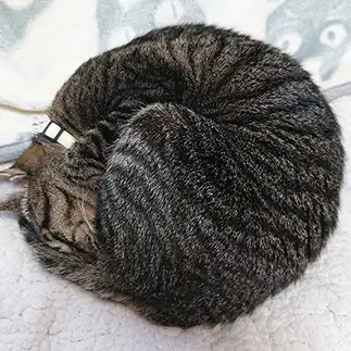 まんまるすぎるネコ　　高橋弥生さん