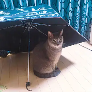 何が何でも日焼けしたくなさすぎるネコ　　ゆずなつさん