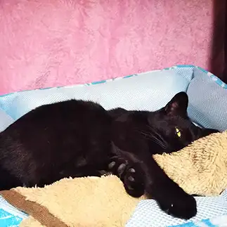 一つ目小僧すぎるネコ　　野良猫かのんさん