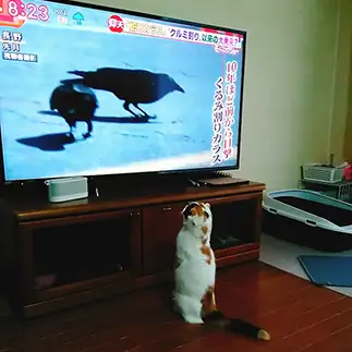カラスが好きすぎるネコ　　米田智子さん