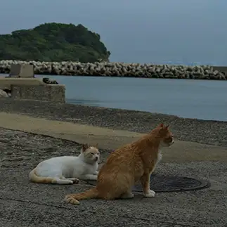 彼の事が恋しすぎるネコ　　ＯＫＡＫＡさん