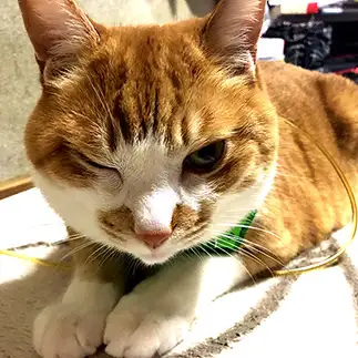 あざとすぎるネコ　　望月あやさん