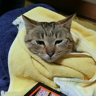 眠すぎるネコ　　ちーの姉さん