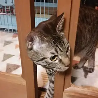 ひょつこりすぎるネコ　　ゆーさん
