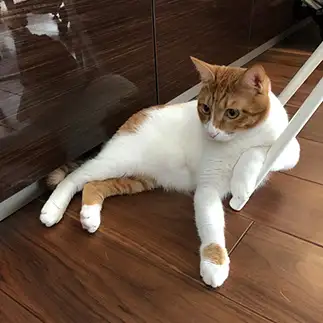 偉そすぎるネコ　　naochanさん