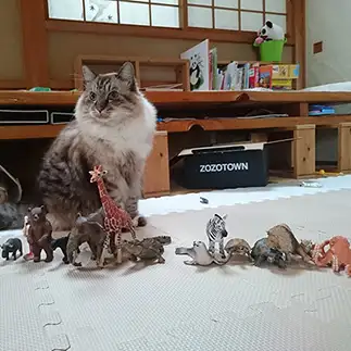 並びたがりすぎるネコ　　小宮浩子さん