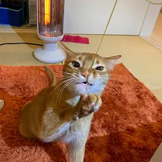 組紐屋の竜すぎるネコ　　るーくママさん