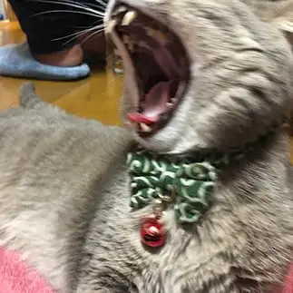 あくびでっかすぎるネコ　　りにゃんさん