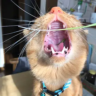 猫草食べたすぎるネコ　　カミオさん