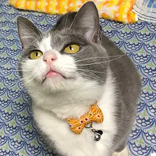お口ピンクでプルプルすぎるネコ　　ねねざえもんさん