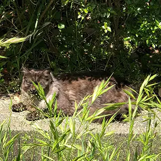 ふわふわすぎるネコ　　林陽子さん