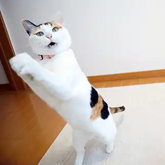 ららら～すぎるネコ　　高橋弥生さん