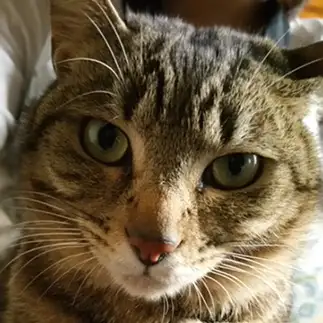 カメラ目線がかっこよすぎるネコ　　てとさん