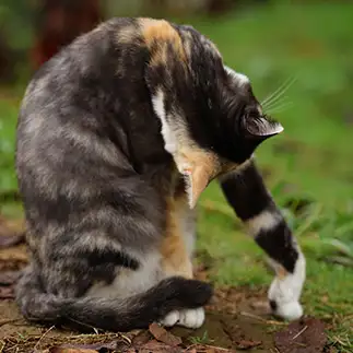 角度にこだわりすぎるネコ　　ivkt42さん