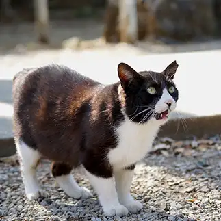 開いた口が塞がらなすぎるネコ　　ivkt42さん