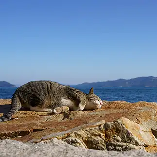 岩盤浴満喫しすぎるネコ　　ＮＡＨＯさん