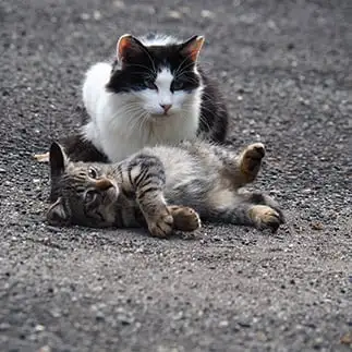 すねすぎるネコ　　黒猫カレンさん