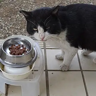不味そうな顔すぎるネコ　　どりさん