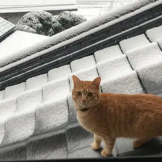 雪に驚きすぎるネコ　　小原和香子さん