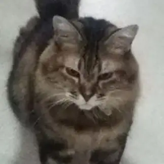 何かに不満すぎるネコ　　きららｍａｍａさん