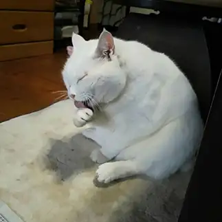 カリン様すぎるネコ　　チョロぞうさん
