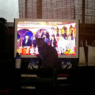 注目されたすぎるネコ　　ちんさん