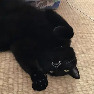 ドラキュラすぎるネコ　　みつるさん