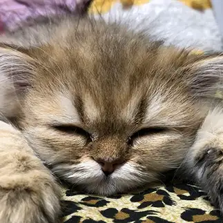 眠たすぎるネコ　　ＮＴＭさん