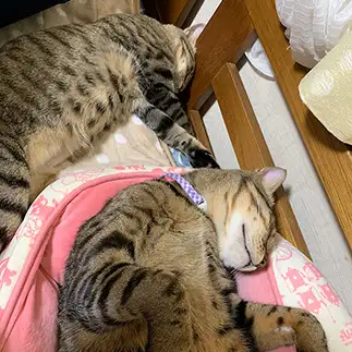 幽霊すぎるネコ　　ふいめいさん
