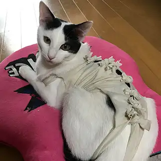 レースクィーンすぎるネコ　　猫山さん