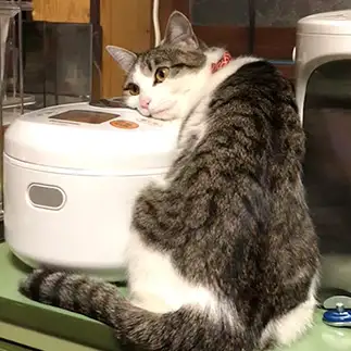炊飯器が好きすぎるネコ　　Johnnyさん